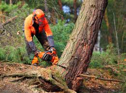 Reliable Kingston, IL Tree Services Solutions