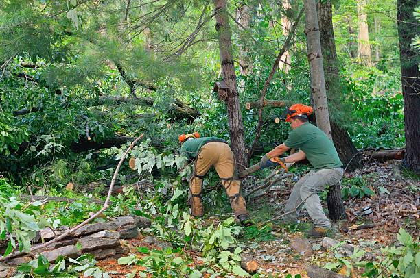 Trusted Kingston, IL Tree Services Experts